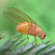 Image for article titled Frozen fruit fly larva brings us one step closer to cryogenics